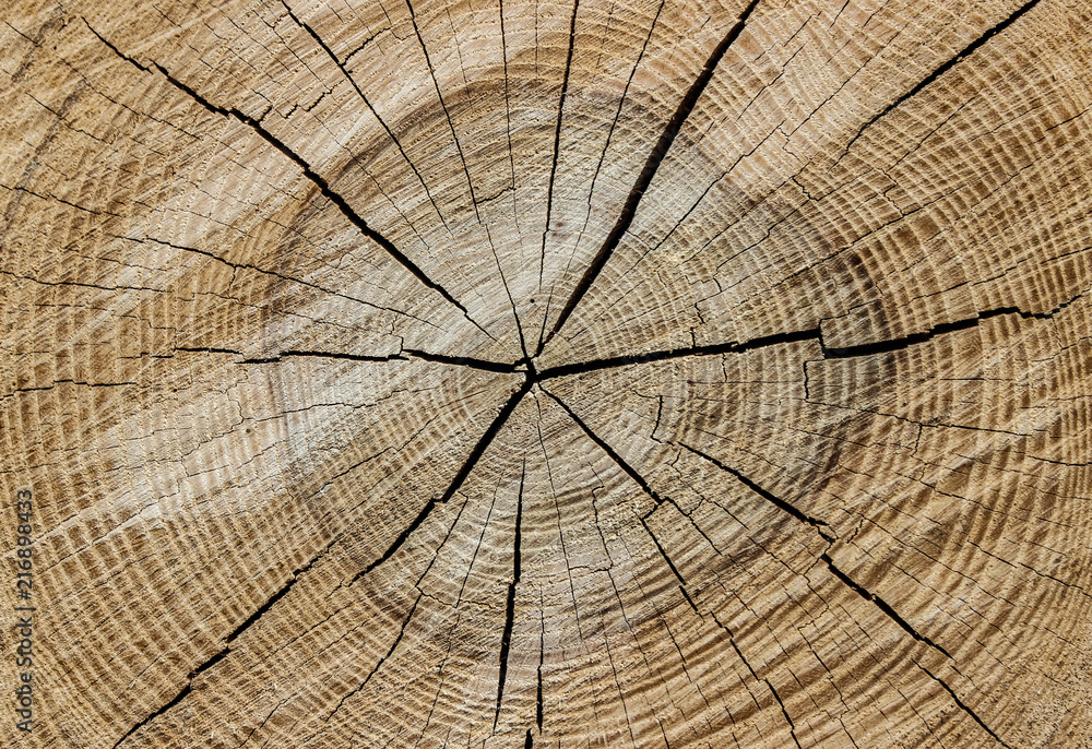 Fototapeta premium the texture of cutting a tree with cracks