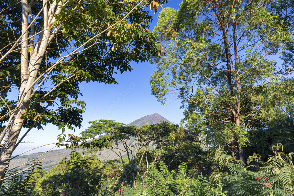 Lush trees in the front of the Mount Inerie volcano on Flores island in Indonesia. Lush trees in the front of the Mount Inerie volcano on Flores island in Indonesia.