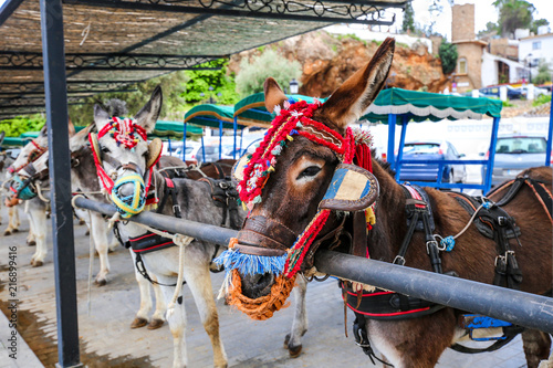 Fotografía burro taxi, mijas, espagne