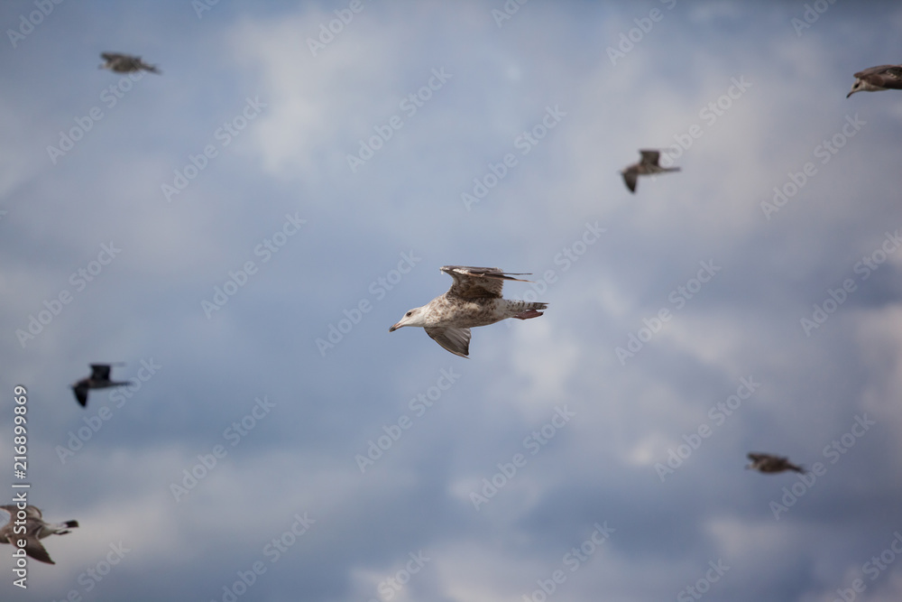 Obraz premium sea gulls fly against the background of a cloudy sky