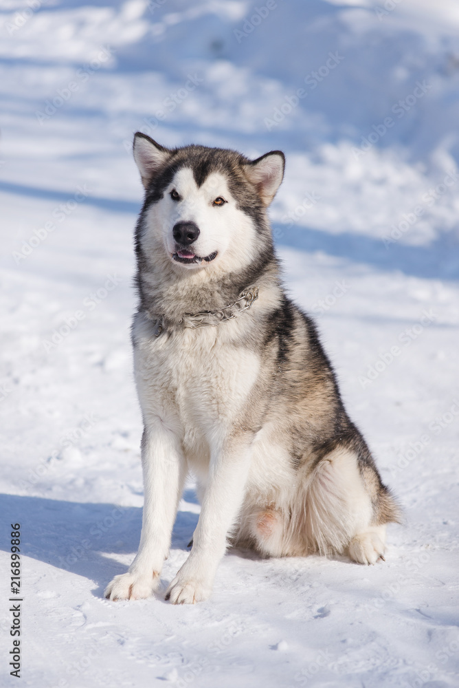 dog malamute for a walk in winter in a park in the snow dog malamute for a walk in winter in a park in the snow