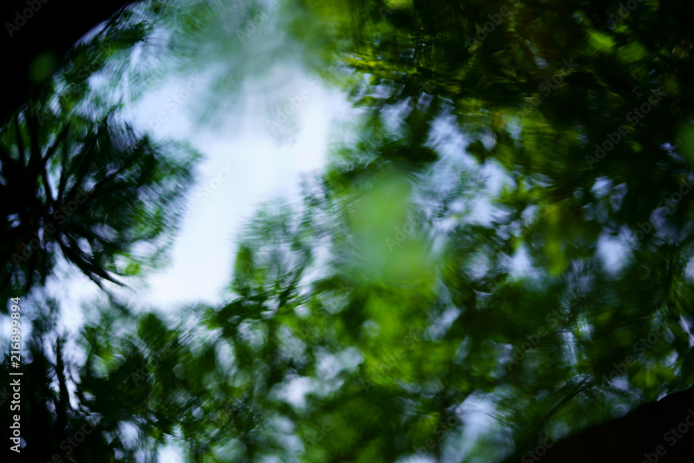 Fototapeta premium 水草