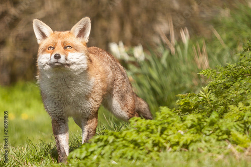 fox © Jamie