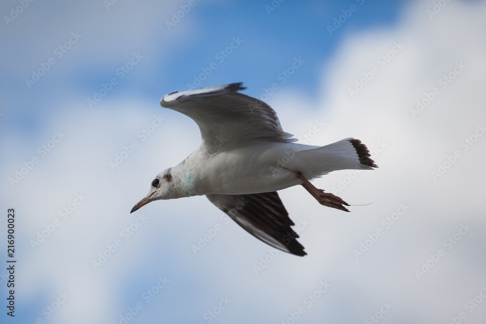 a sea gull flies against a cloudy sky a sea gull flies against a cloudy sky