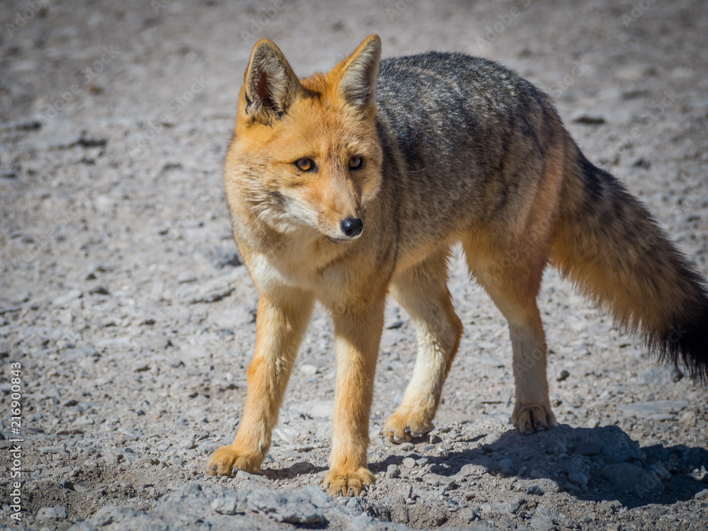 Fototapeta premium Fox 7