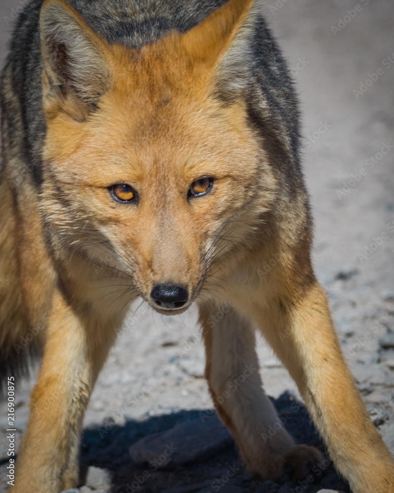 Fototapeta premium Fox 9