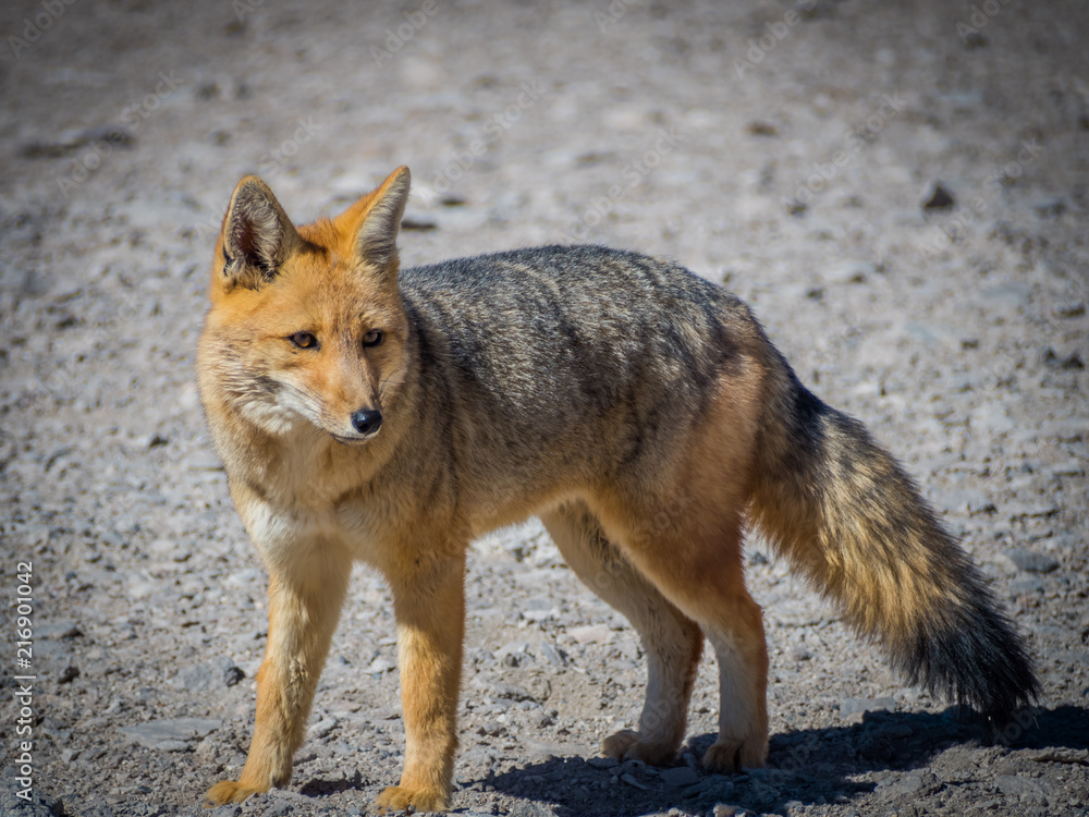 Obraz premium Fox 13