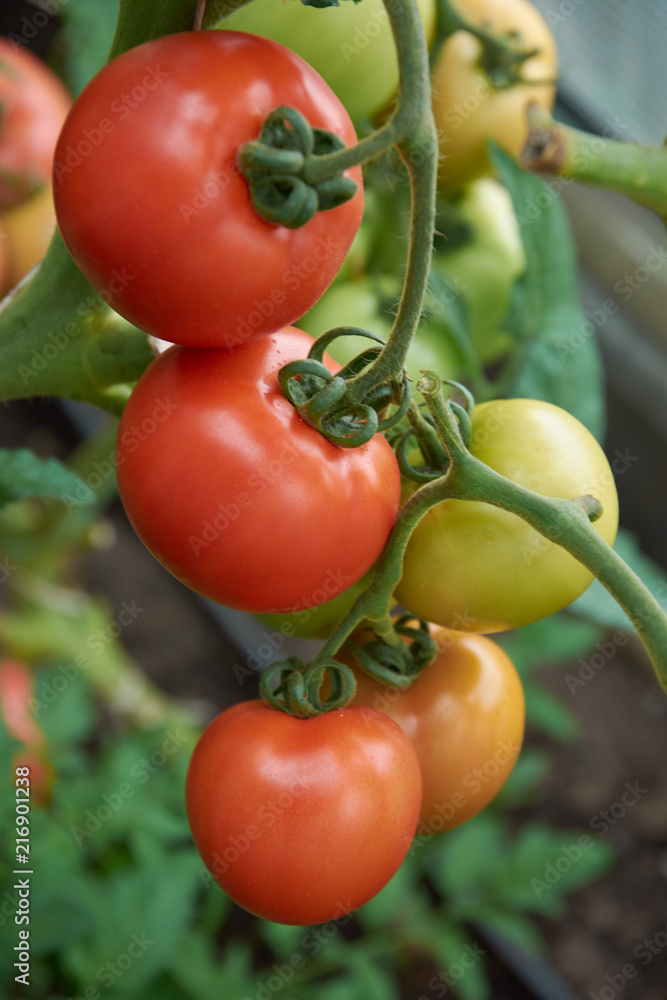 Beautiful red ripe tomatoes grow in a greenhouse.