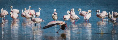 Flamingos 12