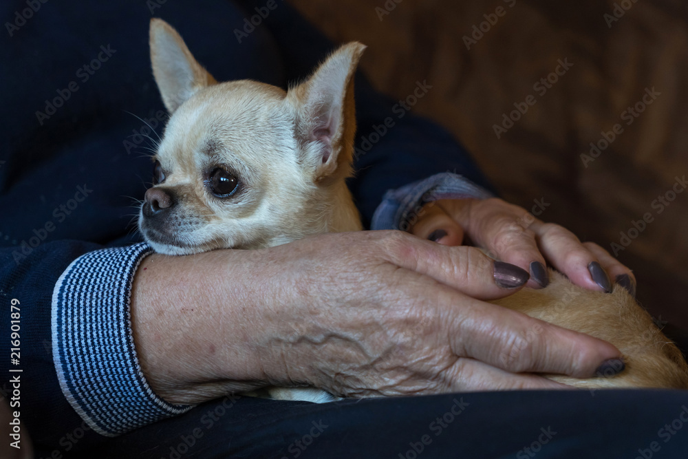 Chihuahua dog sitting on the hans of an elderly lady. Close up.