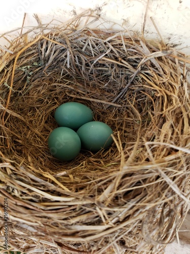 Robin eggs in a nest