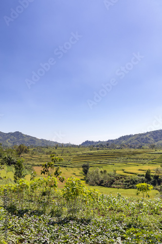 Portrait view of terraced rice fields near Ruteng, Indonesia. photo