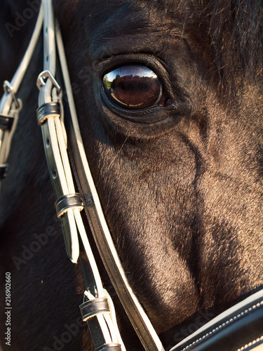 beautiful eye of black stallion. close up