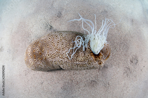 Sea Cucumber and Cuvierian Tubules Used as Defense photo