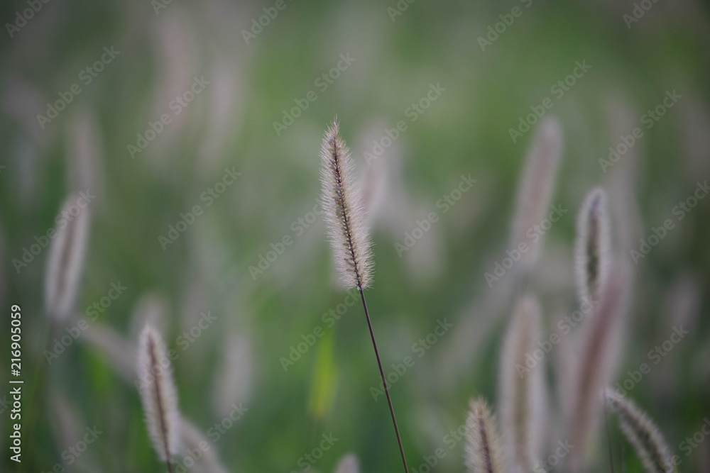 Shallow depth of field of fluffy cattails in a green grassy field Shallow depth of field of fluffy cattails in a green grassy field