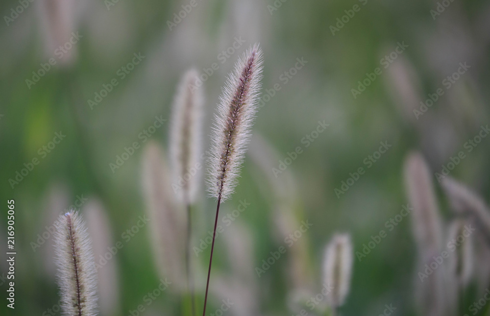 Shallow depth of field of fluffy cattails in a green grassy field
