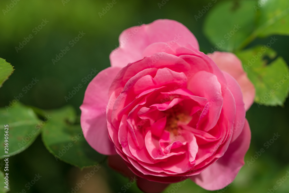 Blüte Blüte