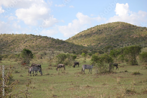                                                                                horse   horses   zebras   wildebeest                   -      