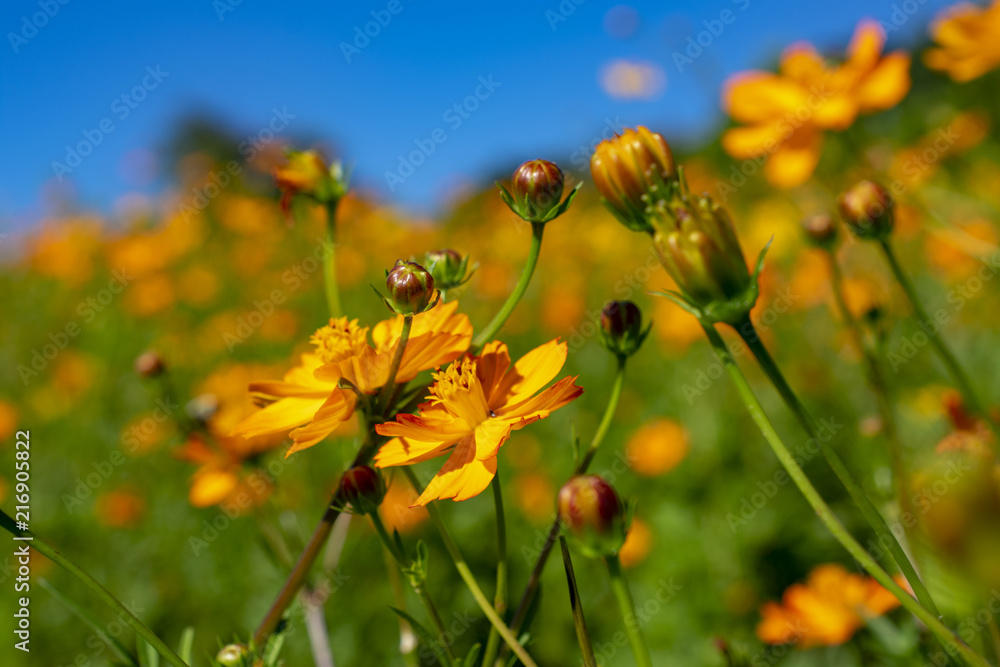 Obraz premium wildflowers