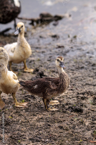 Adolescent juvenile muscovoy duckling Cairina moschata before feathers are fully formed photo