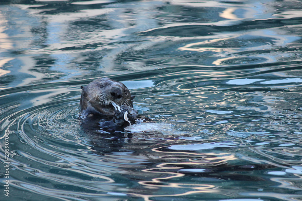 Fototapeta premium Sea otter