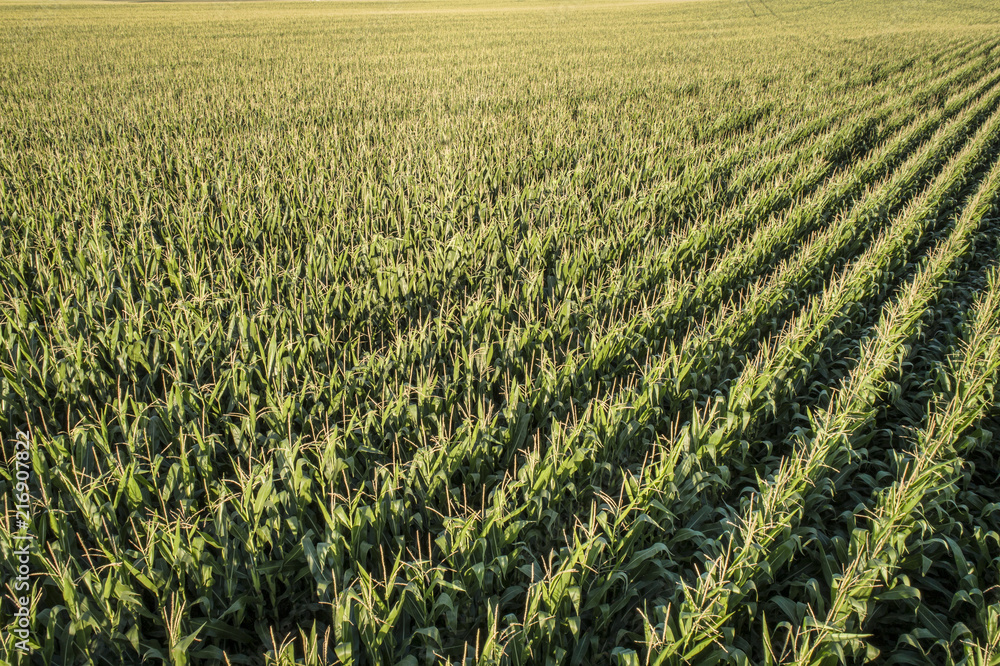 corn field aerial view