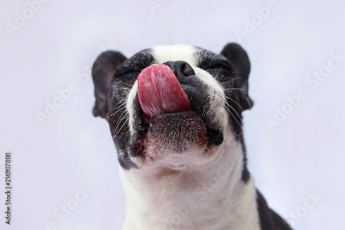 Boston Terrier Tongue Sticking Out