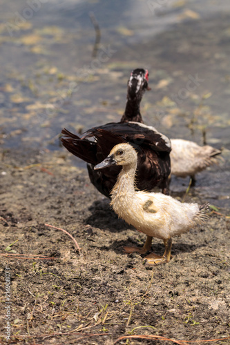 Adolescent juvenile muscovoy duckling Cairina moschata before feathers are fully formed photo