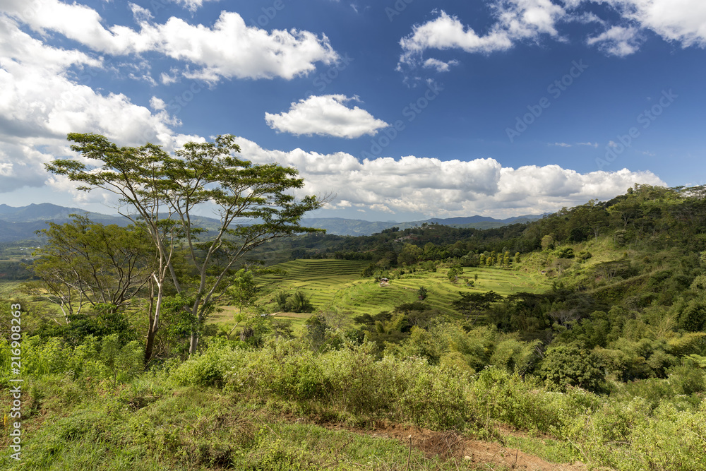 Blue sky and trees near the Golo Cador rice terrace near Ruteng in Flores, Indonesia.