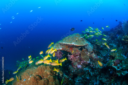 Snapper swimming around colorful corals on a tropical reef