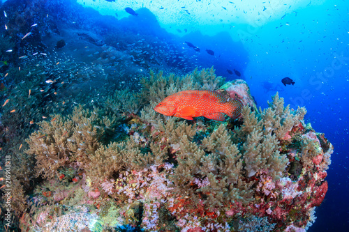 Beautiful tropical fish swimming around a brightly colored, healthy tropical coral reef photo