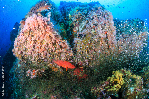 Beautiful tropical fish swimming around a brightly colored, healthy tropical coral reef photo