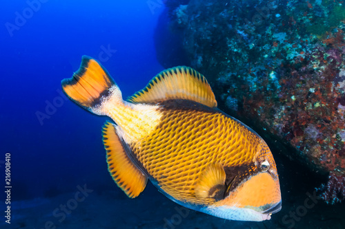 Huge Titan Triggerfish feeding on a tropical coral reef