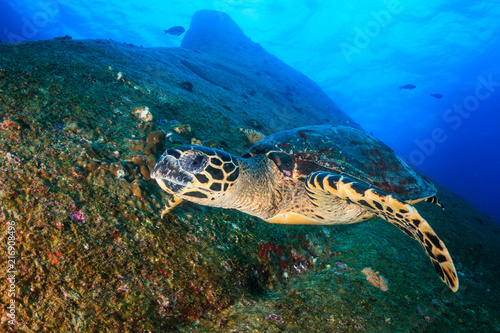 Beautiful Hawksbill Sea Turtle swimming over a dark, tropical coral reef and rock formation