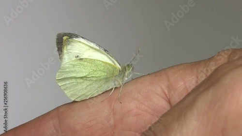 Cabbage butterfly, Pieris rapae, is crawling on hand against plain grey gray background