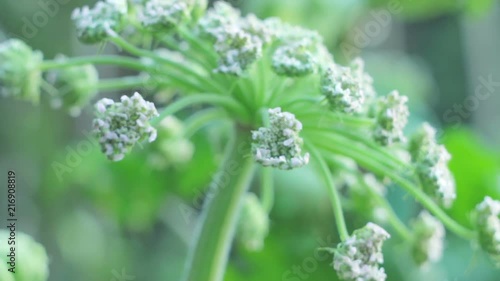 Flowers Of Giant Cow-bream (Heracleum) Common But Very Dangerous Poisonous Plant photo