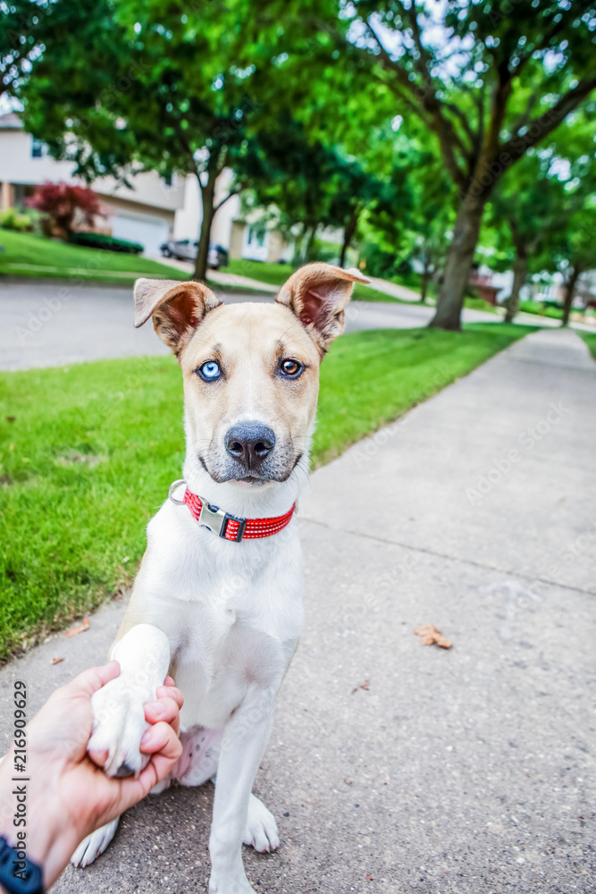 Puppy with one blue eye and one brown  sitting on a sidewalk shaking its paw