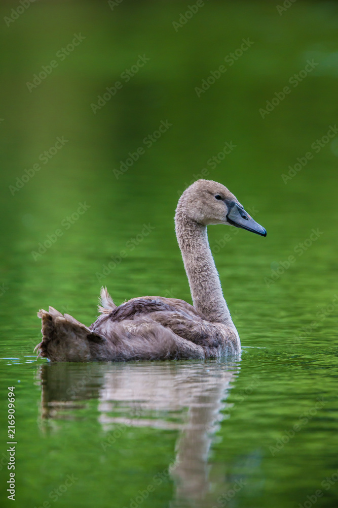 Baby Swan with a green background Baby Swan with a green background