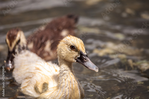 Adolescent juvenile muscovoy duckling Cairina moschata before feathers are fully formed photo