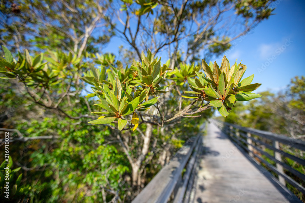 Beautiful tree along the boardwalk to the beach on Hatteras Island, Avon, North Carolina in the southern USA Beautiful tree along the boardwalk to the beach on Hatteras Island, Avon, North Carolina in the southern USA
