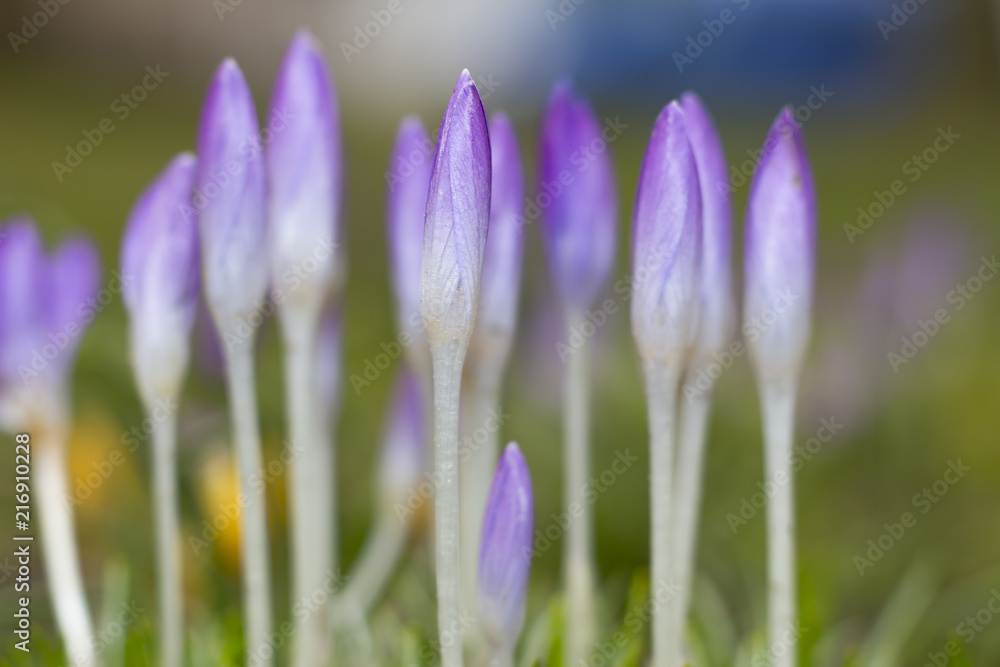 Many young purple crocus flowers growing in spring with space for text copyspace