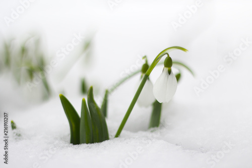 Snowdrop flowers growing in a patch of white snow announcing spring