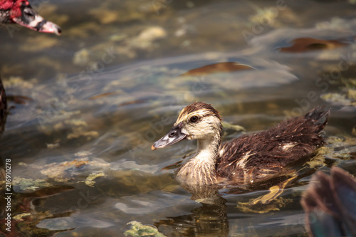 Adolescent juvenile muscovoy duckling Cairina moschata before feathers are fully formed photo