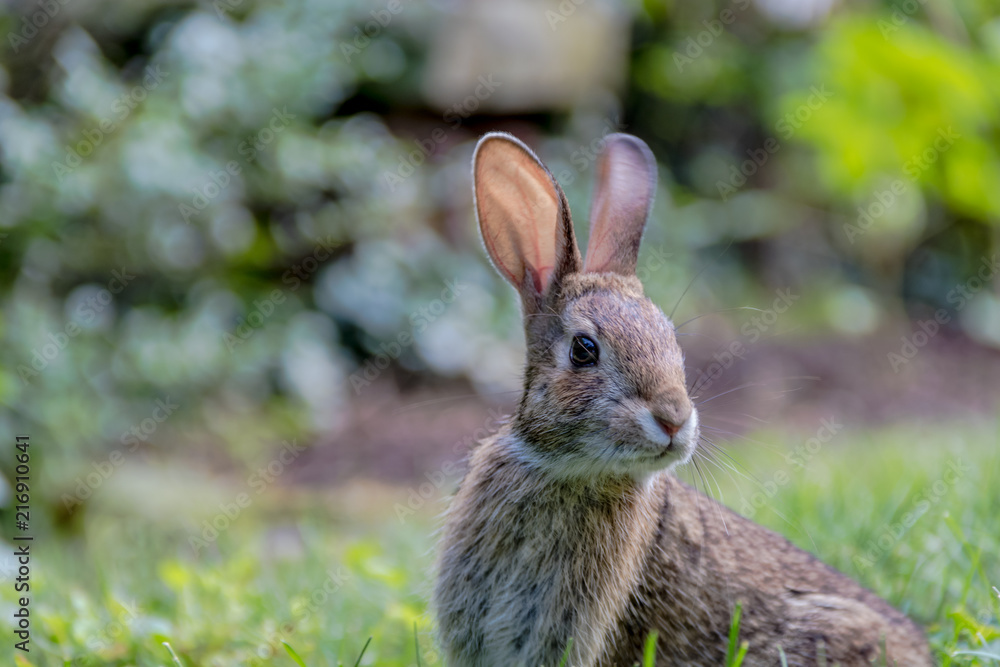 Fototapeta premium Small young Eastern Cottontail rabbit, Sylvilagus Floridanus, enjoys a snack in beautiful garden and lush green grass on a summer afternoon