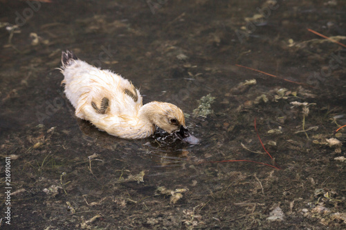 Adolescent juvenile muscovoy duckling Cairina moschata before feathers are fully formed photo