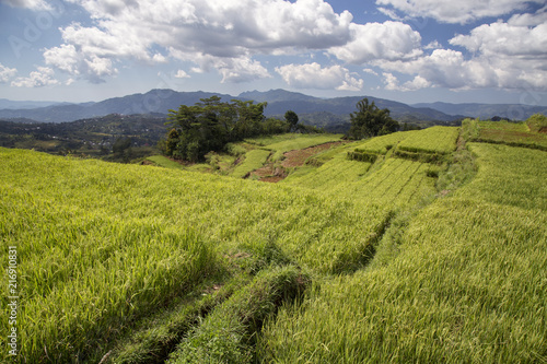 Multiple levels of the Golo Cador Rice Terraces in Ruteng on Flores, Indonesia.