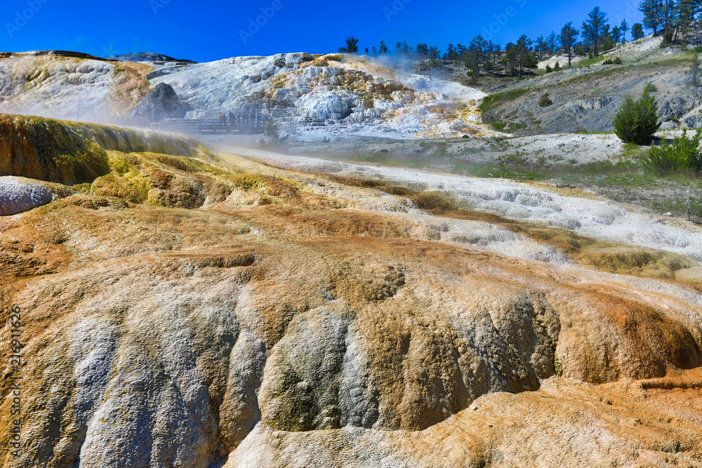 Fototapeta premium Mammoth Hot Springs in Yellowstone National Park is a popular travel vacation destination in Wyoming in the United States