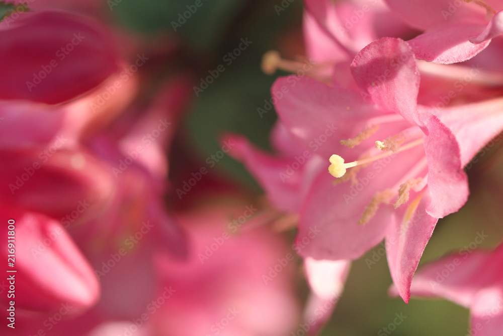 wild pink flower