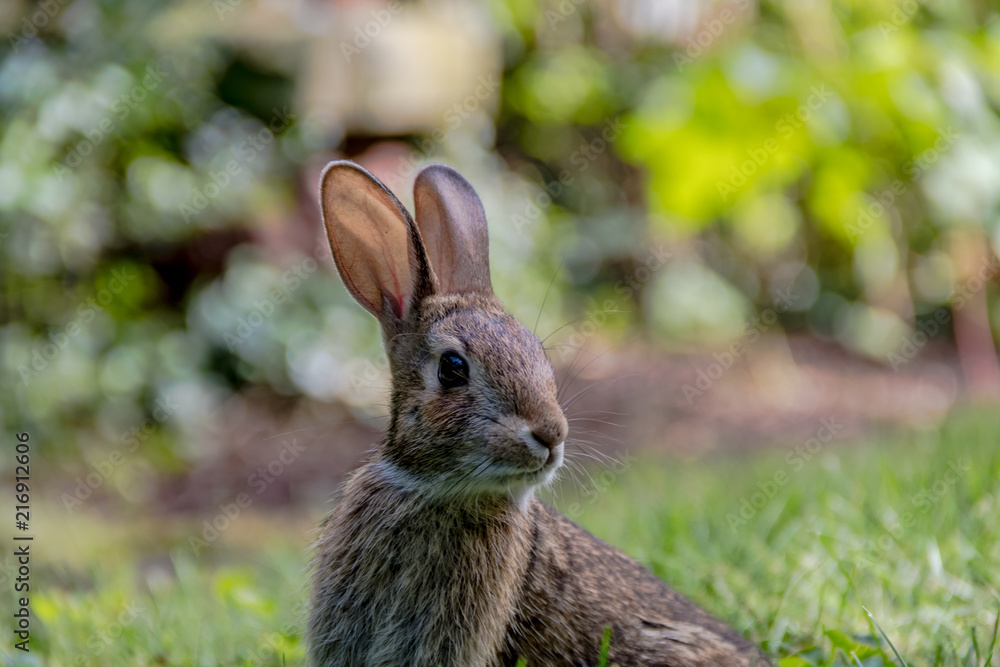 Small young Eastern Cottontail rabbit, Sylvilagus Floridanus, enjoys a snack in beautiful garden and lush green grass on a summer afternoon