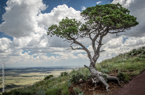 Tree from the rim trail in Capulin Volcano Naional Monument, New Mexico © Paul Tipton 